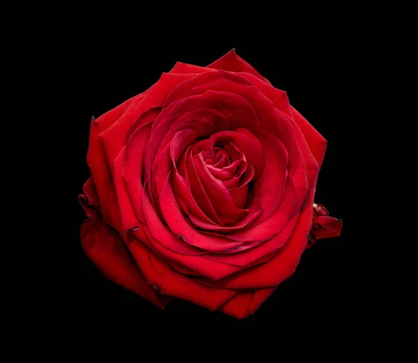 Pojedynczy izolowany makro czerwony kwiat róży na czarnym tle — Zdjęcie stockowe