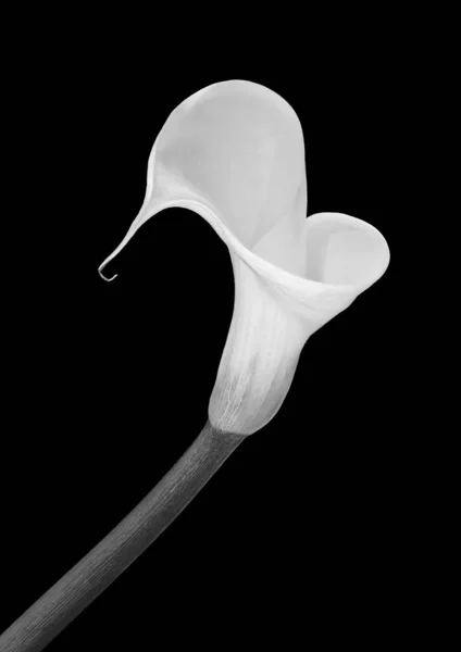 Izolované bílé calla květy, černé pozadí, výtvarné umění zátiší — Stock fotografie