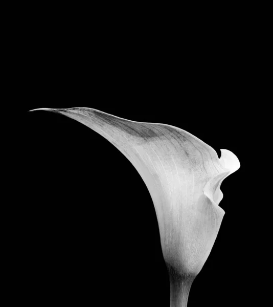 Surrealistic monochrome calla blossom,black background,fine art — Stock Photo, Image