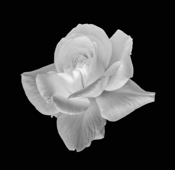 Monochrom weiße junge Rosenblüten Makro, schwarzer Hintergrund — Stockfoto