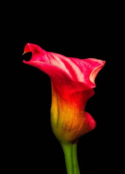 Surrealistické červená žlutá zelená zářící calla květ, černé pozadí — Stock fotografie