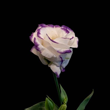 Menekşe beyazı Eustoma çiçeği makro, kaliteli sanat eseri natürmort 