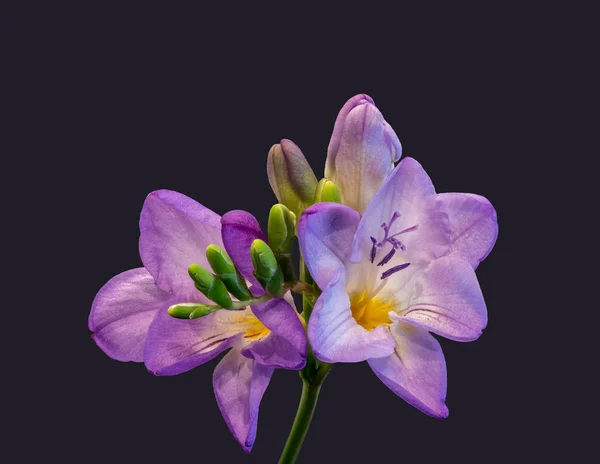 Isolated red violet white flowering freesia with a pair of open blooms