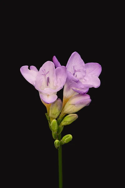 Isolated red violet white flowering freesia with a pair of open blooms — Stock Photo, Image