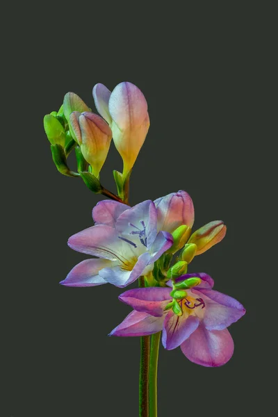 Style de peinture vintage fleurs de freesia violet, bourgeons, fond vert olive — Photo