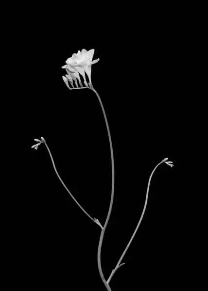 Monochrome filigrane freesia, bourgeons blancs, fleurs macro, fond noir — Photo