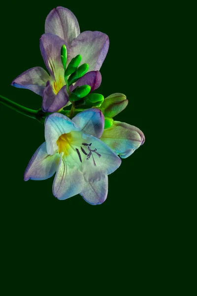 Isoliert rot violett weiß blühende Freesie, offene Blüten Makro — Stockfoto