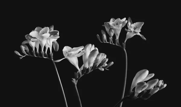 Dört beyaz frezya, çiçek, tomurcuklar tek renkli makro, siyah arkaplan — Stok fotoğraf