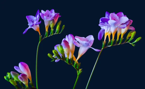 Four violet pink freesias,blooms buds,fine art still life color macro — Stock Photo, Image