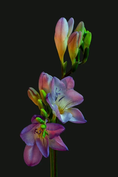 Surrealistic pair of open violet freesia blooms,buds,vintage fine art — Stock Photo, Image