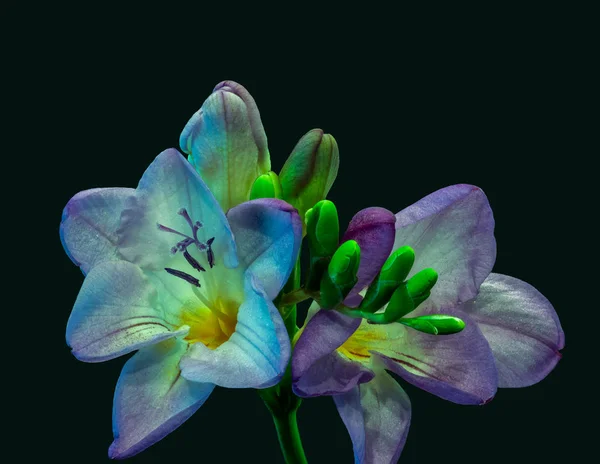 Сяюча блакитна фіолетова біла квітуча фрезія з парою відкритих квітів — стокове фото