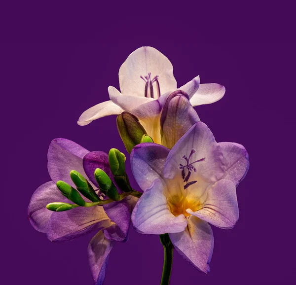 Trio of red violet white flowering freesias,green buds,stem,macro — Stock Photo, Image
