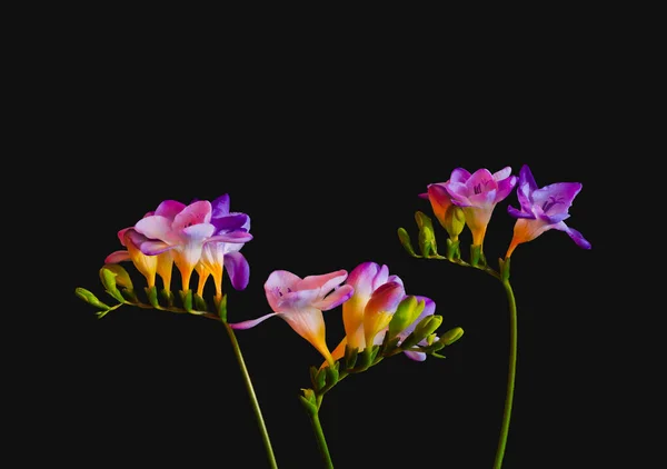 Surrealistic three colorful  freesias,blooms,buds,vintage painting — Stock Photo, Image