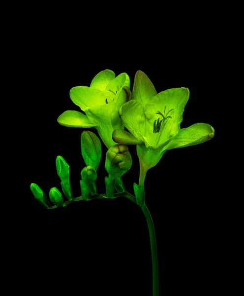 Surrealistic neon glowing yellow green flowering freesia,buds,macro — Stock Photo, Image