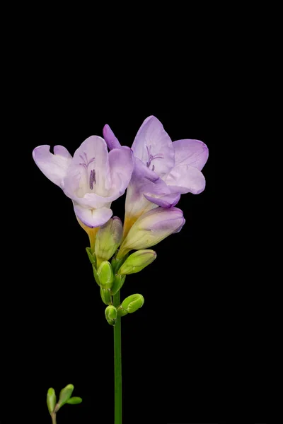 Isolé violet blanc freesia floraison, bourgeons verts, macro, dos noir — Photo