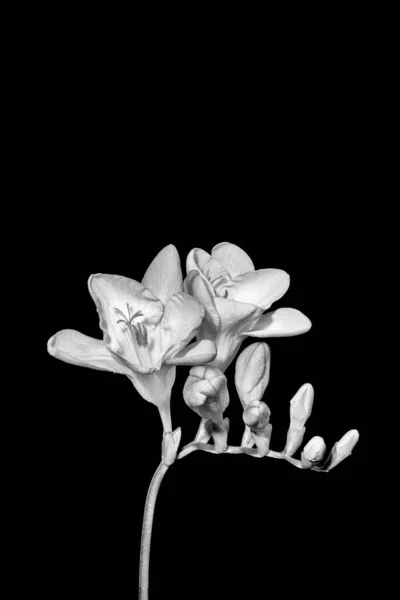 High key monochrome freesia, white buds, blooms macro, black background — стоковое фото