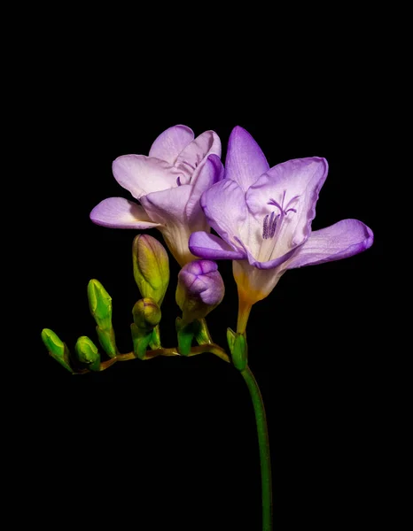 Isolated red violet white flowering freesia pair of open blooms — Stock Photo, Image