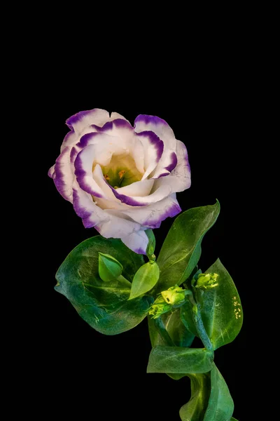 Violett weiße Lisianthus-Blüten Makro, Vintage-Stilleben der bildenden Kunst — Stockfoto