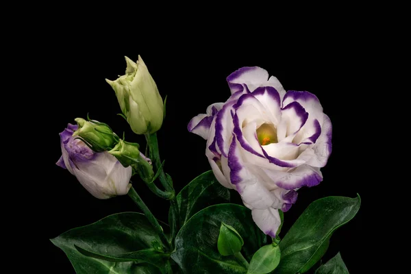 Violeta blanco vistoso pradera genciana flor macro, vintage bellas artes — Foto de Stock