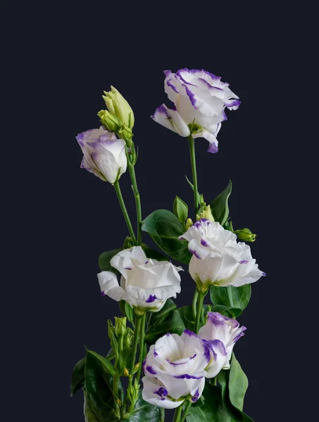 Violett weiß auffällige Prärie Enzian Bouquet Makro, feine Kunst Stillleben — Stockfoto