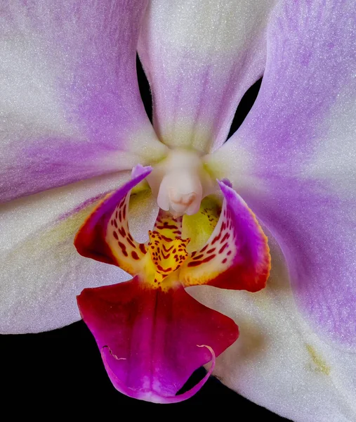 Élénk fehér lila piros sárga orchidea virág makró, fekete háttér — Stock Fotó