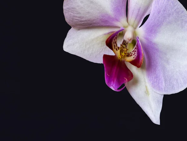 Pasztell fehér lila piros orchidea virág makró, elszigetelt, sötét szürke vissza — Stock Fotó