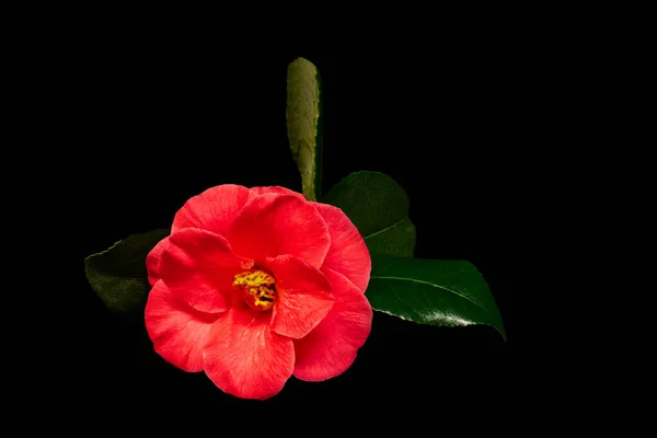 Red blooming camellia blossom with green leaves on black background — Stock Photo, Image