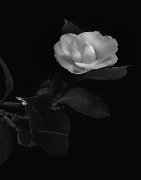 Low key contraste élevé jeune camélia blanc fleurir sur fond noir — Photo