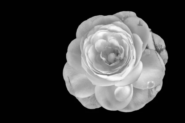 Monocromo aislado único envejecido blanco camelia flor macro, gotitas — Foto de Stock