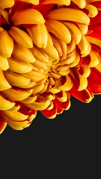 Surrealistic yellow red chrysanthemum blossom macro, black background — стоковое фото