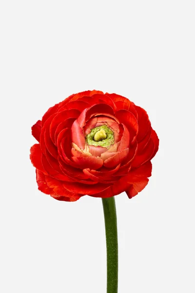 Röd smörblomma, fin konst stilleben, enstaka isolerad blomma — Stockfoto