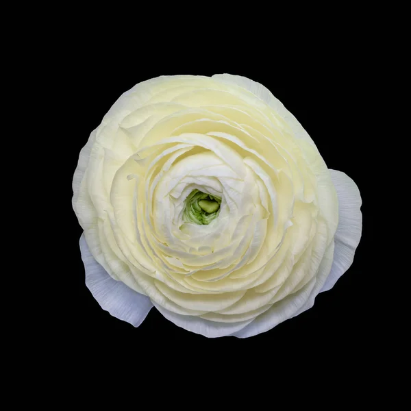 Creme white buttercup blossom, fine art still life,single isolated blossom — Stock Photo, Image