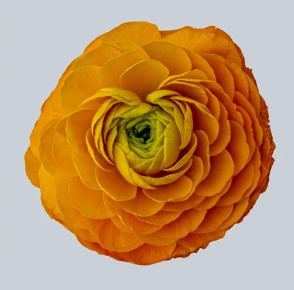 Fleur de boutons d'oranger, belle nature morte d'art, fleur isolée — Photo