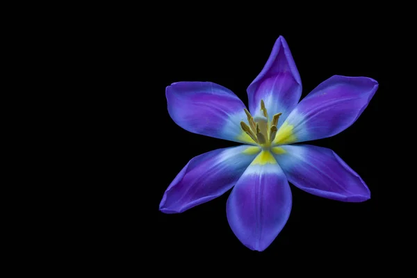 Синій фіолетовий жовтий яскравий тюльпан цвіте макро, чорний фон — стокове фото