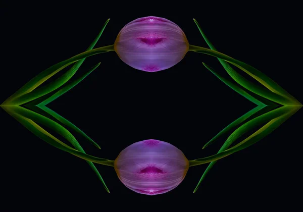 Surrealistische low key collage, twee stralende rode violette tulp bloeit — Stockfoto