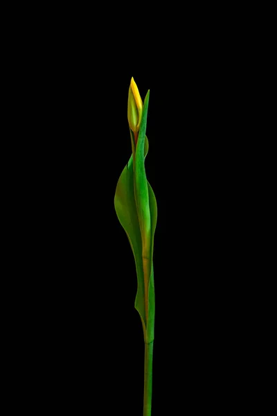 Elegant single isolated yellow green veined tulip blossom,vintage — Stock Photo, Image