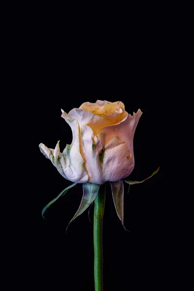 Surréaliste vieilli blanc jaune vert fleur de rose macro, dos noir — Photo