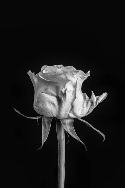 Vintage envejecido blanco veteado rosa flor macro, fondo negro — Foto de Stock