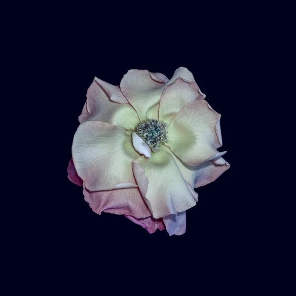 Pastel color macro of a wide open rose blossom, dark blue background — 스톡 사진