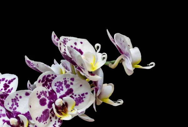 Caule com muitos exuberante azul violeta branco orquídea flores macro, detalhes — Fotografia de Stock