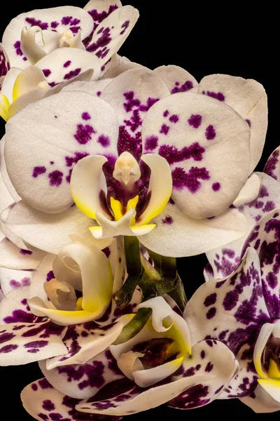Lussureggiante viola bianco venato orchidea fiore macro, trama dettagliata — Foto Stock