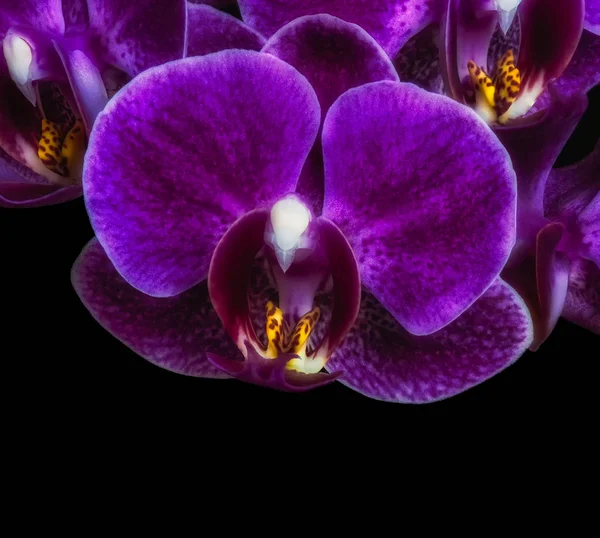 Primer plano de una flor violeta sobre fondo natural y negro — Foto de Stock