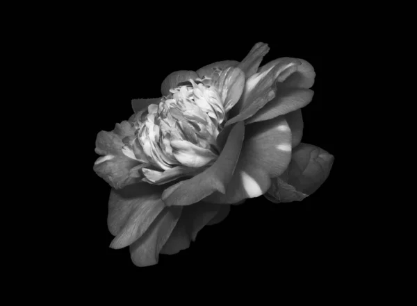 Dark monochrome gray white veined camellia blossom and bud macro — 스톡 사진