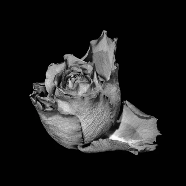 Egyetlen izolált monokróm alacsony kulcs szürke rózsa virág makró fekete — Stock Fotó