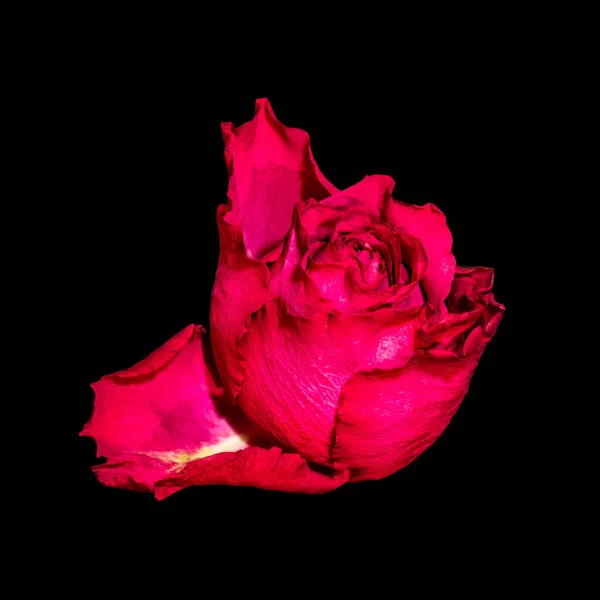 Macro isolée de fleur de rose rouge vibranrt unique sur fond noir — Photo