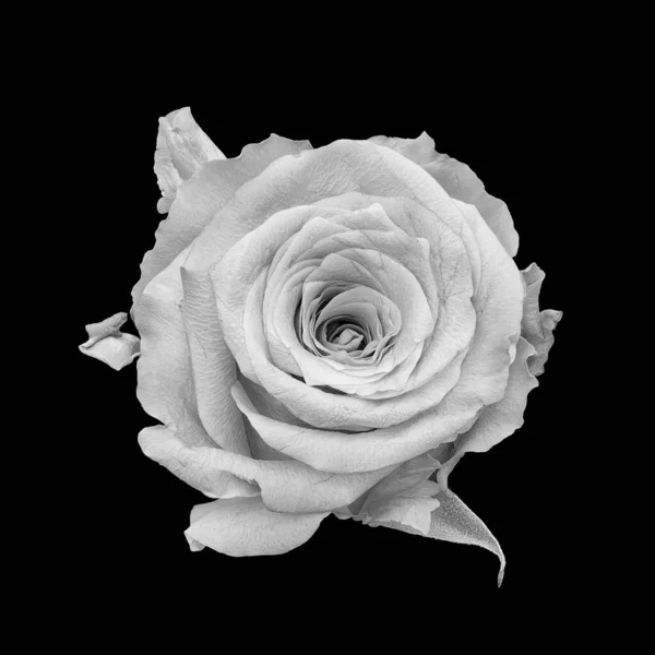 Isolé monochrome fleur de rose blanche, feuille, macro, fond noir — Photo