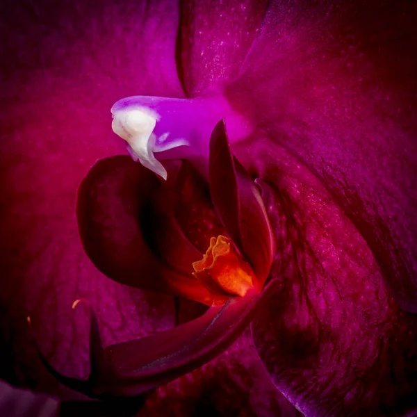 Vintage tipo de película ardiente brillante flor de orquídea corazón, macro — Foto de Stock