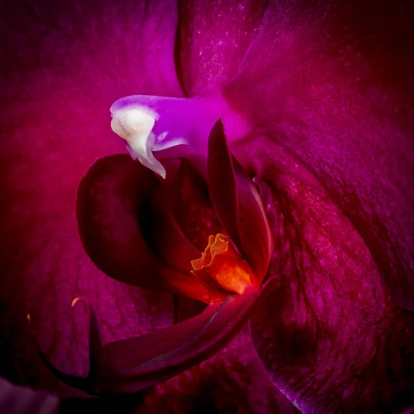 Vintage film type fiery glowing orchid blossom heart, macro — 스톡 사진