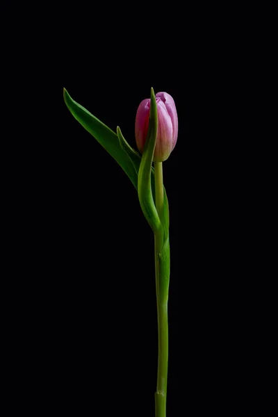 Elegante enkele geïsoleerde jonge roze tulp bloesem, vintage schilderij — Stockfoto