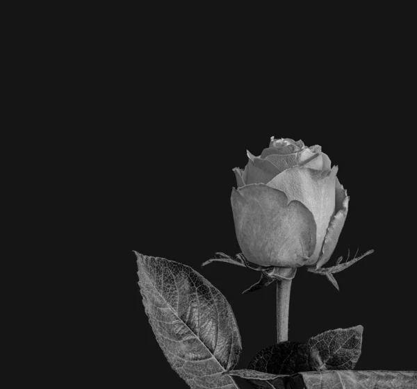 Monocromo aislado único bajo tono gris rosa flor macro en negro —  Fotos de Stock